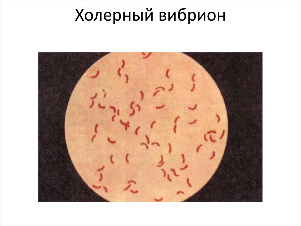 Холерный вибрион