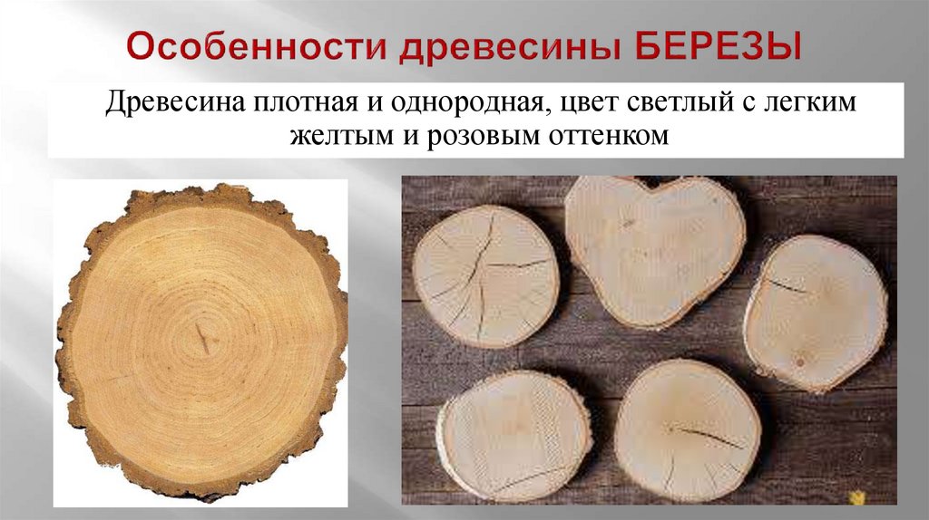 Особенности древесины БЕРЕЗЫ