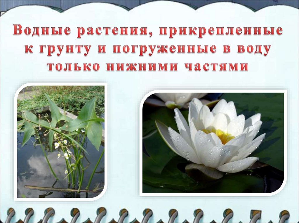 Презентация на тему: "Всё про лист". Скачать бесплатно и без регистрации.