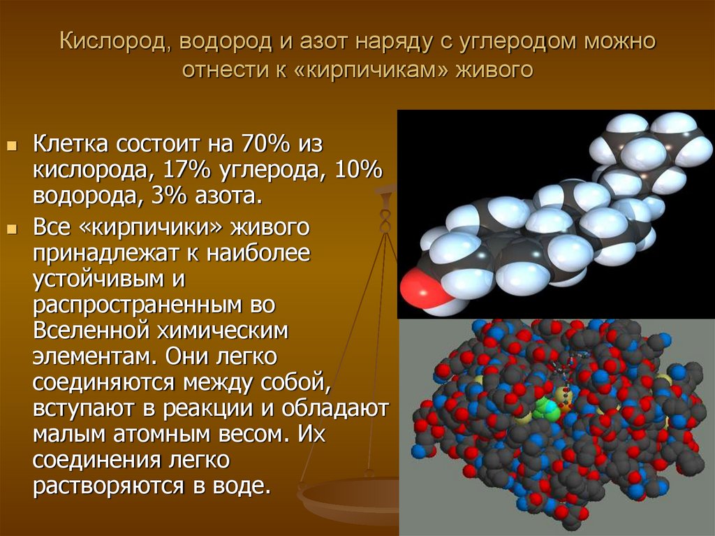 Кислород, водород и азот наряду с углеродом можно отнести к «кирпичикам» живого