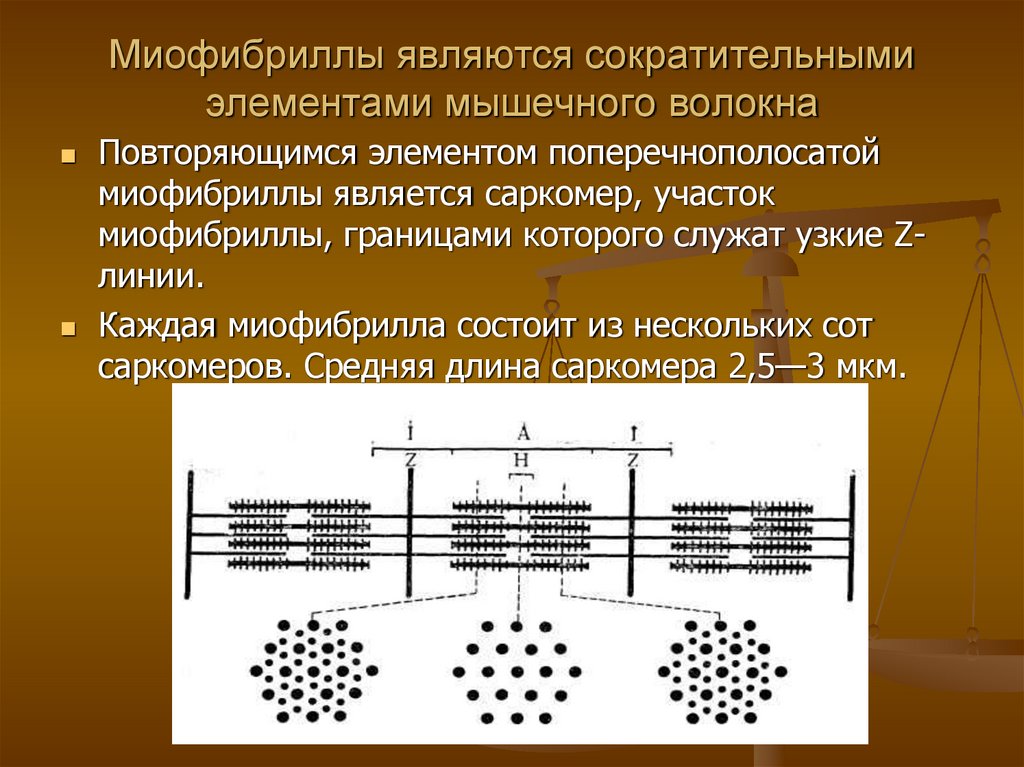 Миофибриллы являются сократительными элементами мышечного волокна