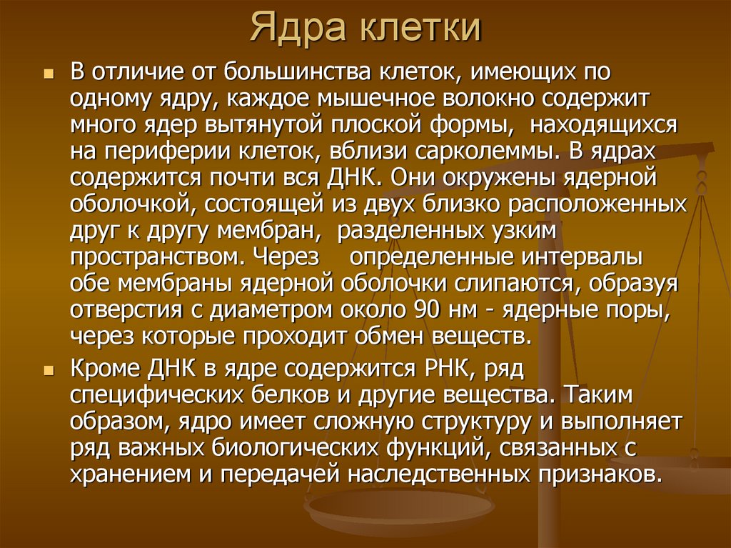 Ядра клетки
