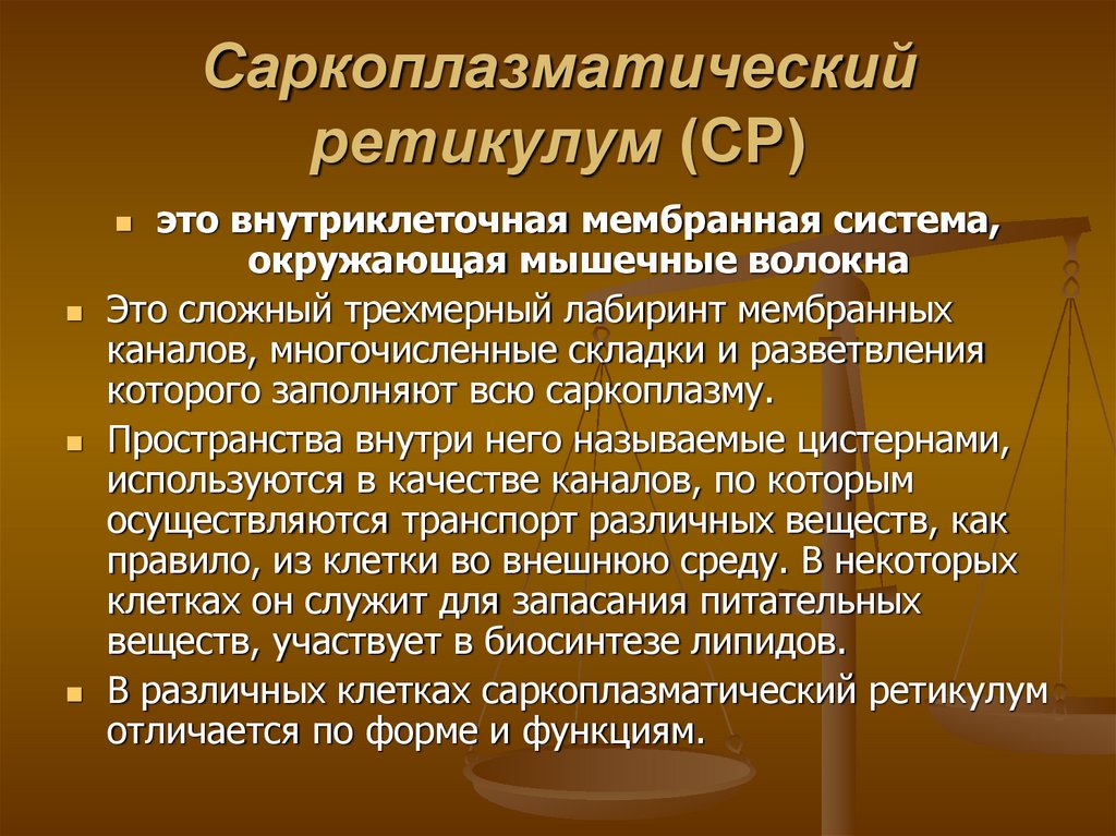 Саркоплазматический ретикулум (СР)