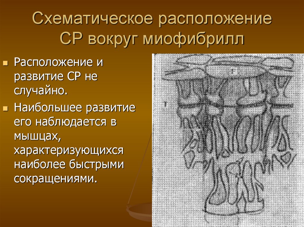 Схематическое расположение СР вокруг миофибрилл