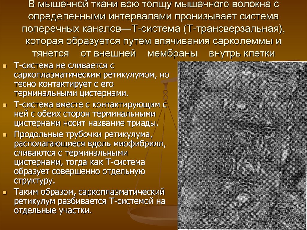 В мышечной ткани всю толщу мышечного волокна с определенными интервалами пронизывает система поперечных каналов—Т-система