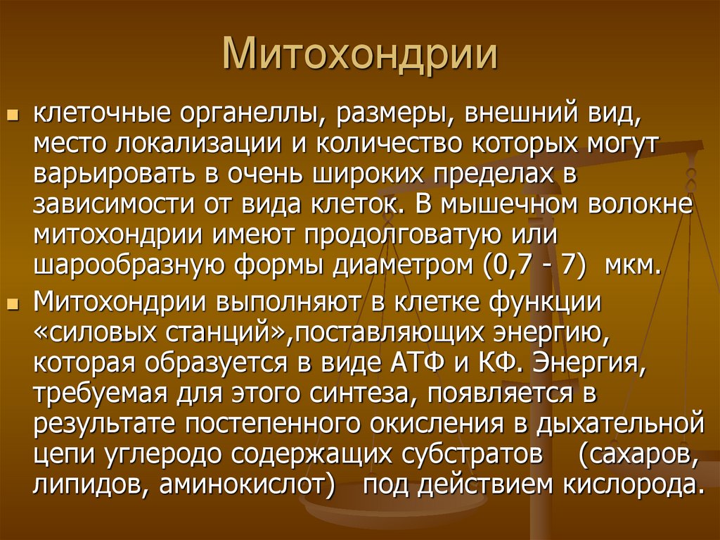 Митохондрии