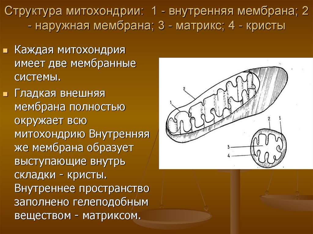 Структура митохондрии: 1 - внутренняя мембрана; 2 - наружная мембрана; 3 - матрикс; 4 - кристы