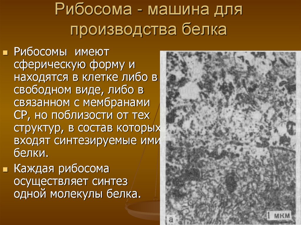 Рибосома - машина для производства белка