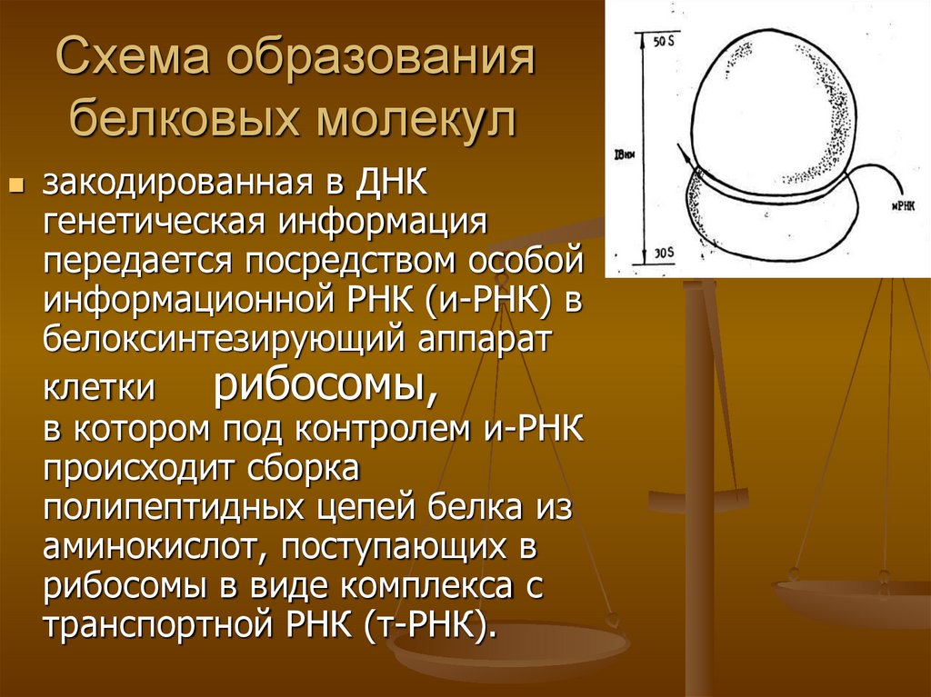 Схема образования белковых молекул