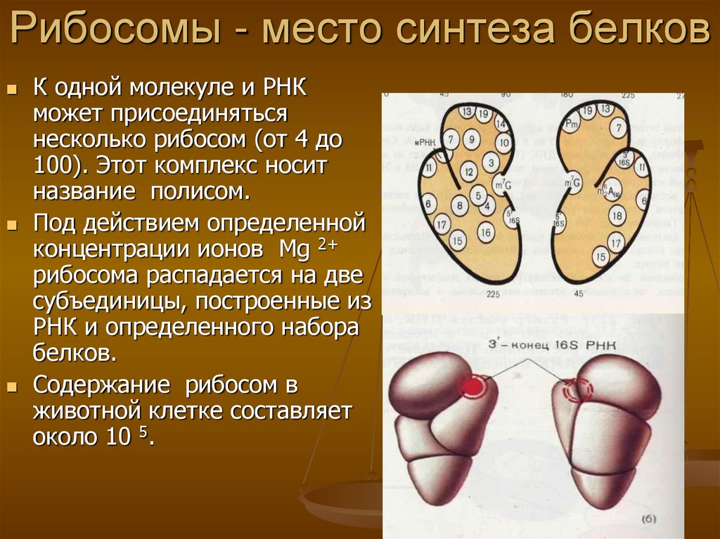 Рибосомы - место синтеза белков
