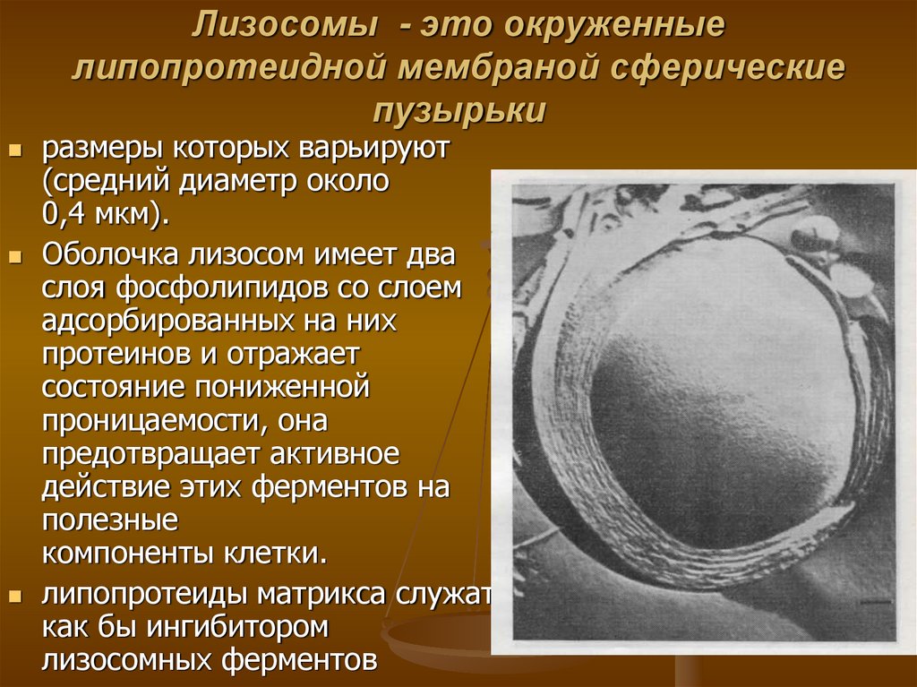 Лизосомы - это окруженные липопротеидной мембраной сферические пузырьки