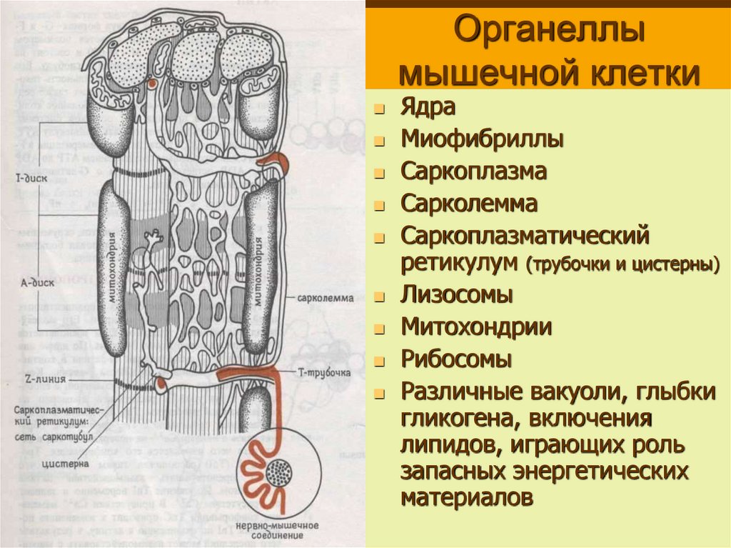 Органеллы мышечной клетки