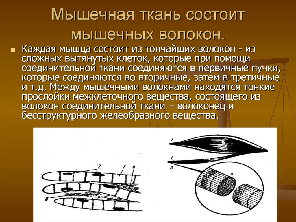 Мышечная ткань состоит мышечных волокон.