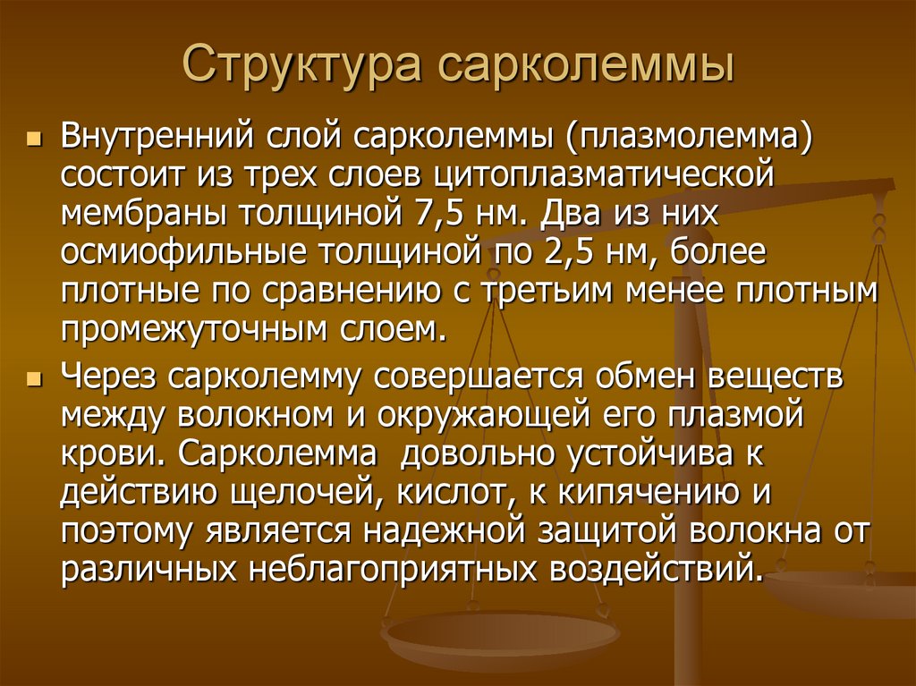 Структура сарколеммы