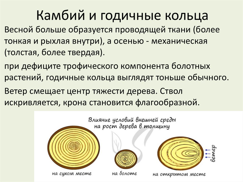 Камбий и годичные кольца