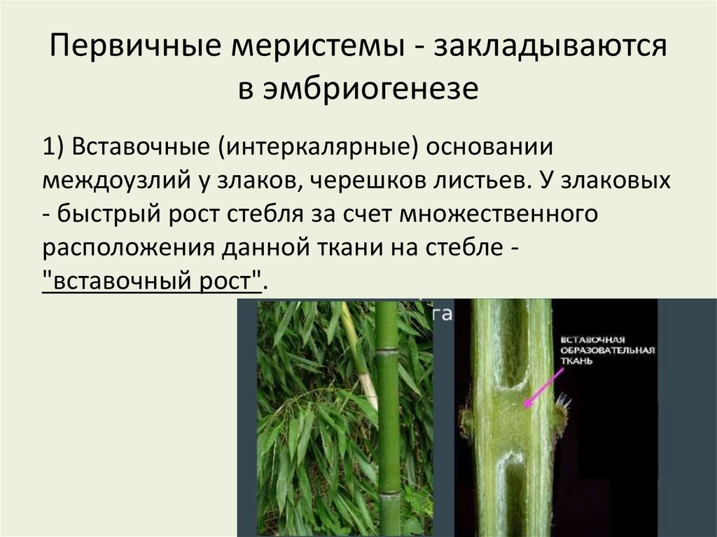 Первичные меристемы - закладываются в эмбриогенезе