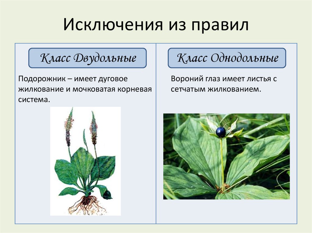 Исключения из правил