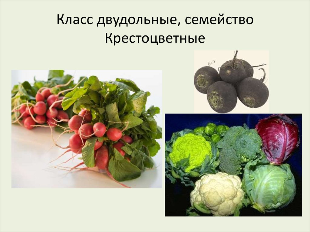 Класс двудольные, семейство Крестоцветные