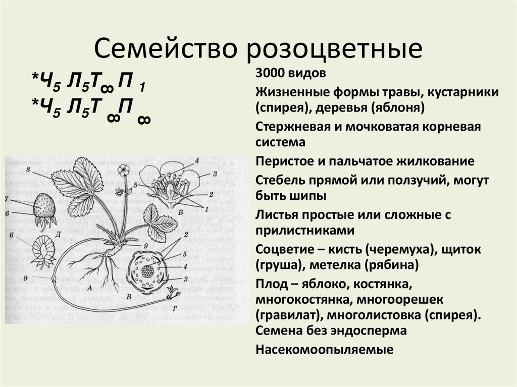 Семейство розоцветные