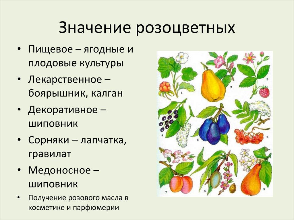Значение розоцветных