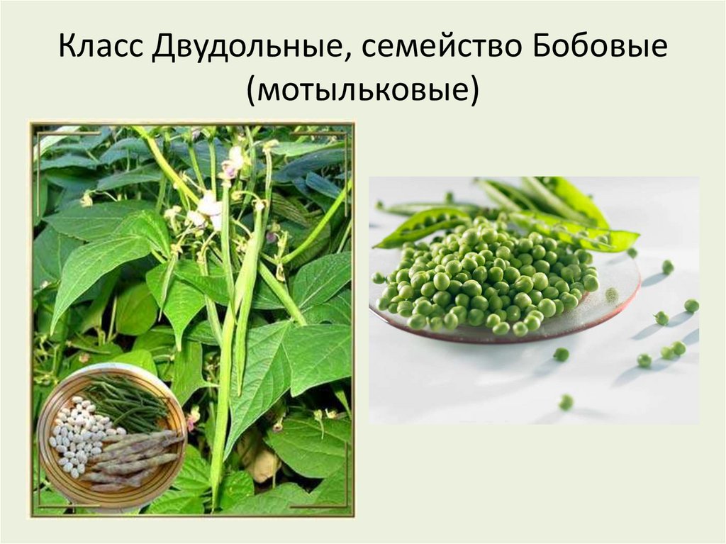 Класс Двудольные, семейство Бобовые (мотыльковые)