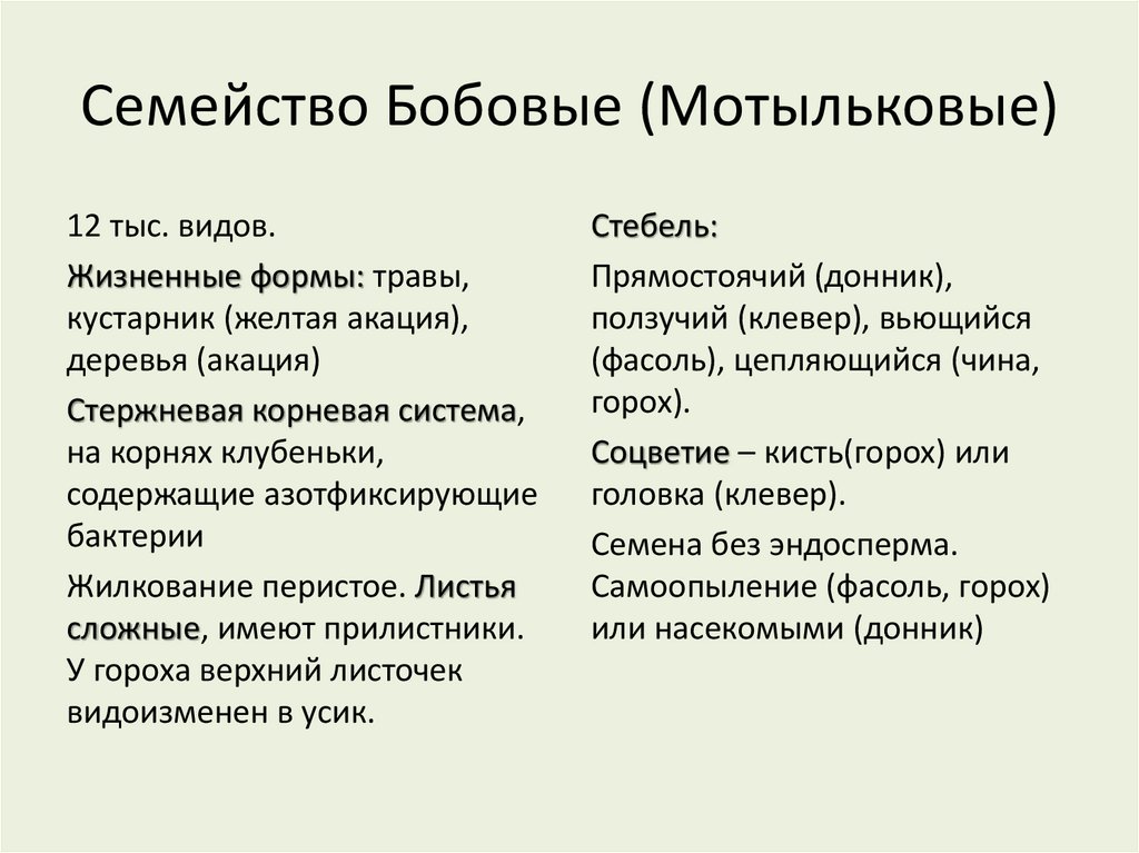 Семейство Бобовые (Мотыльковые)