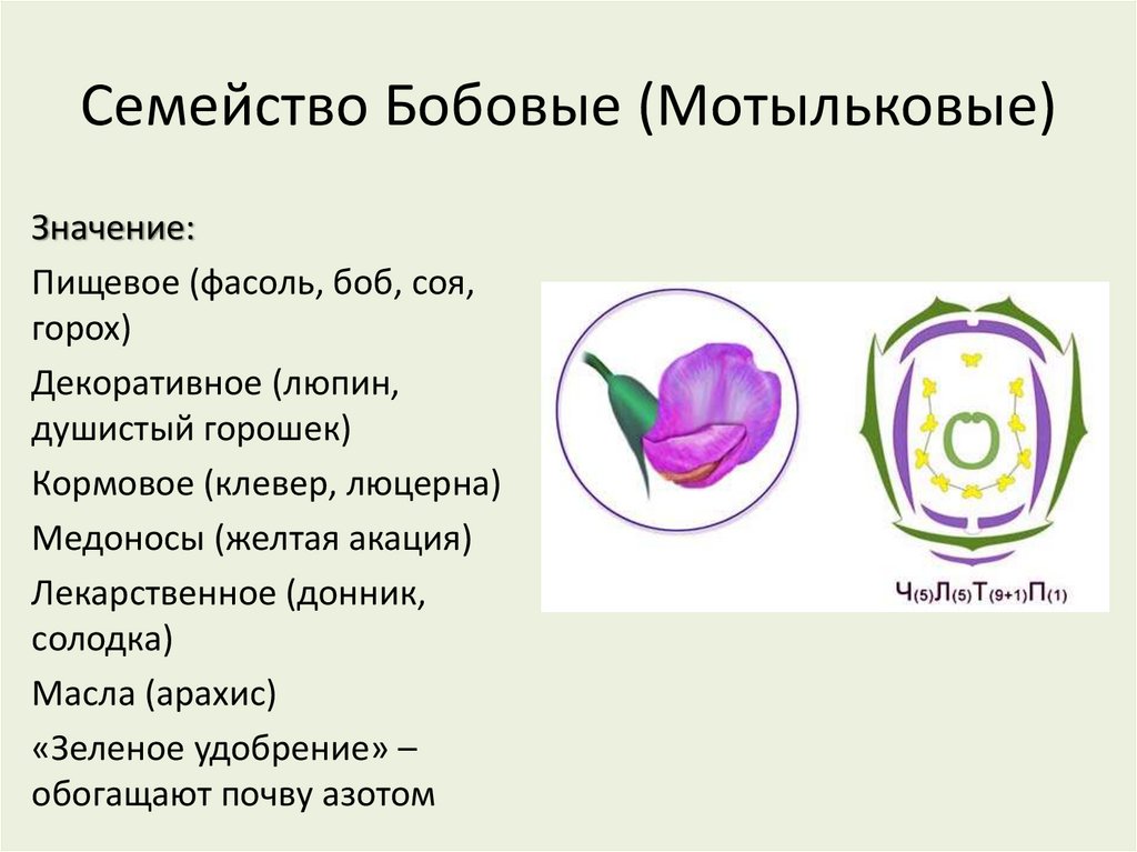 Семейство Бобовые (Мотыльковые)