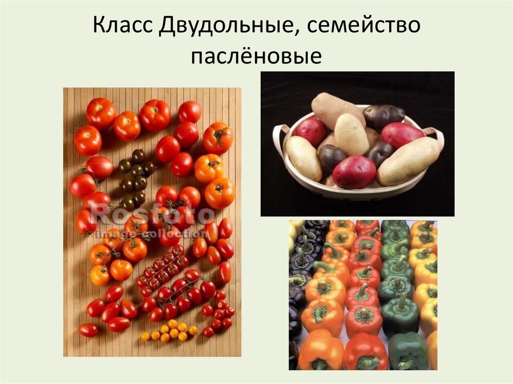 Класс Двудольные, семейство паслёновые