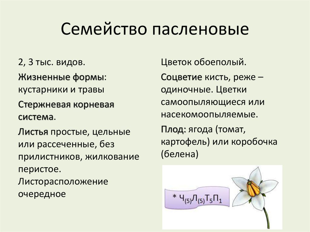 Семейство пасленовые