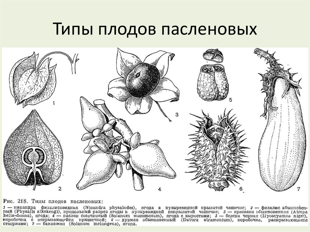 Типы плодов пасленовых