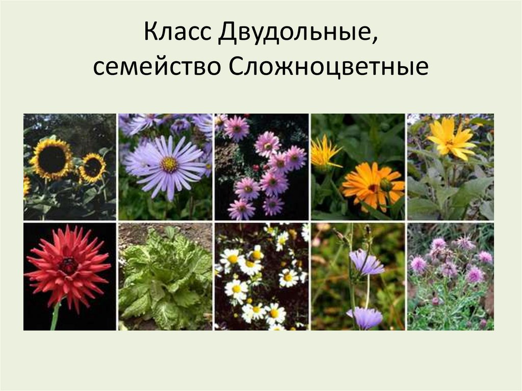 Класс Двудольные, семейство Сложноцветные