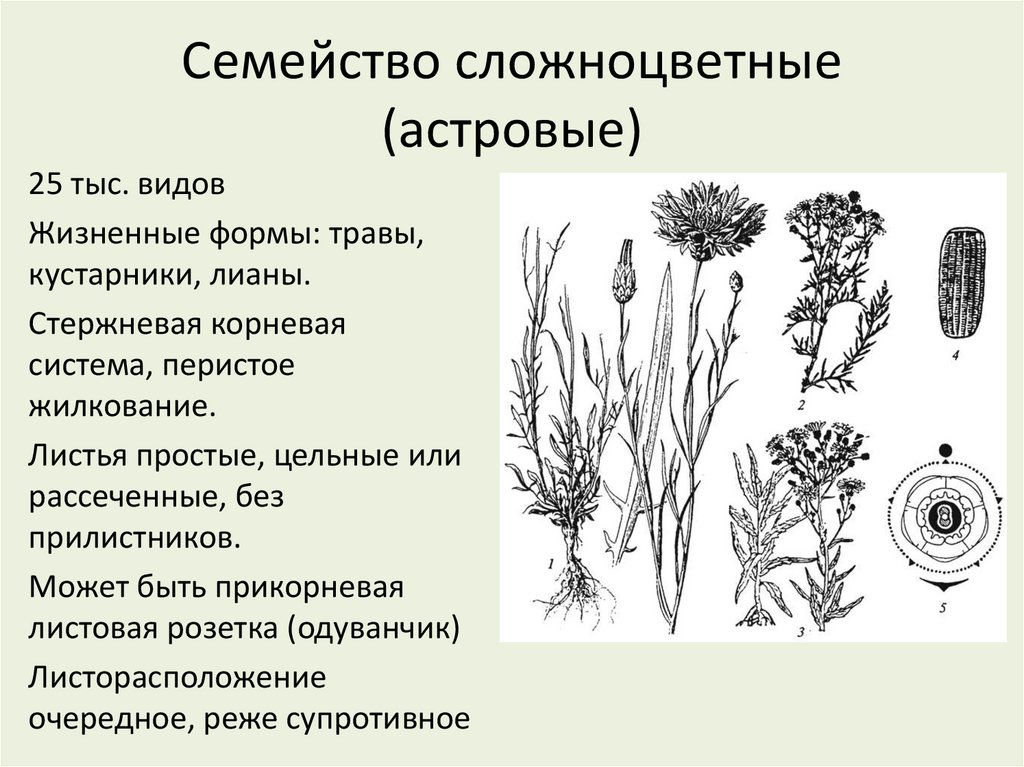 Семейство сложноцветные (астровые)