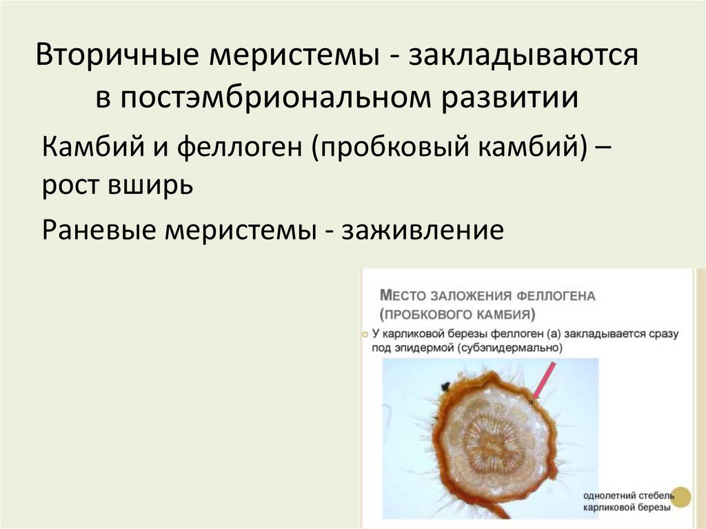 Вторичные меристемы - закладываются в постэмбриональном развитии