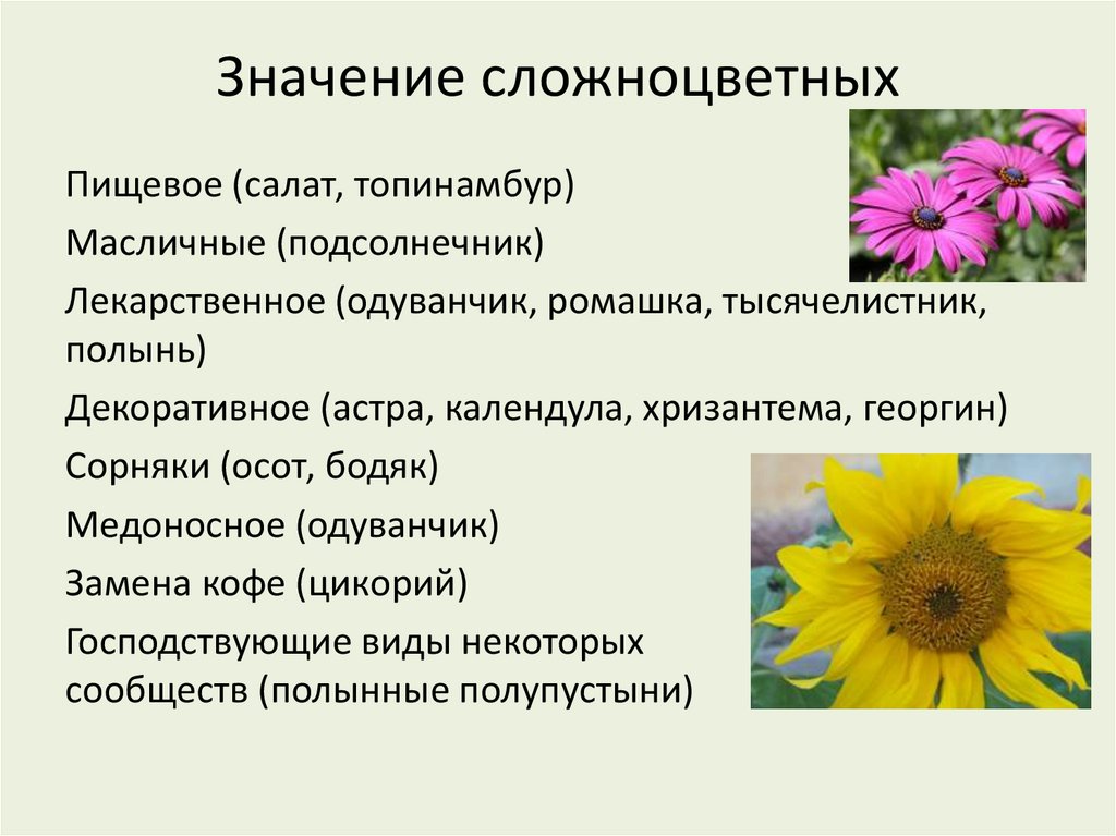 Значение сложноцветных