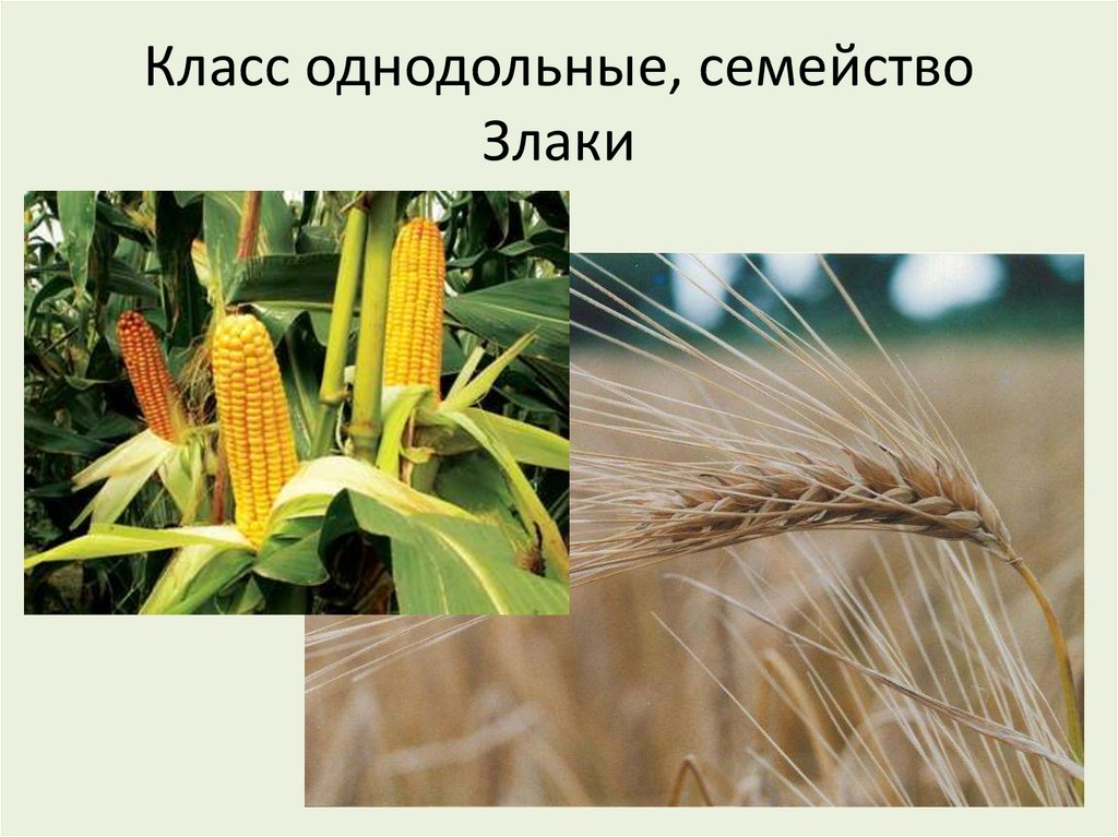 Класс однодольные, семейство Злаки
