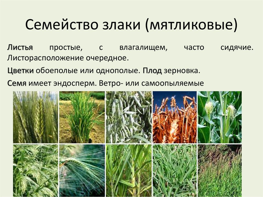 Семейство злаки (мятликовые)