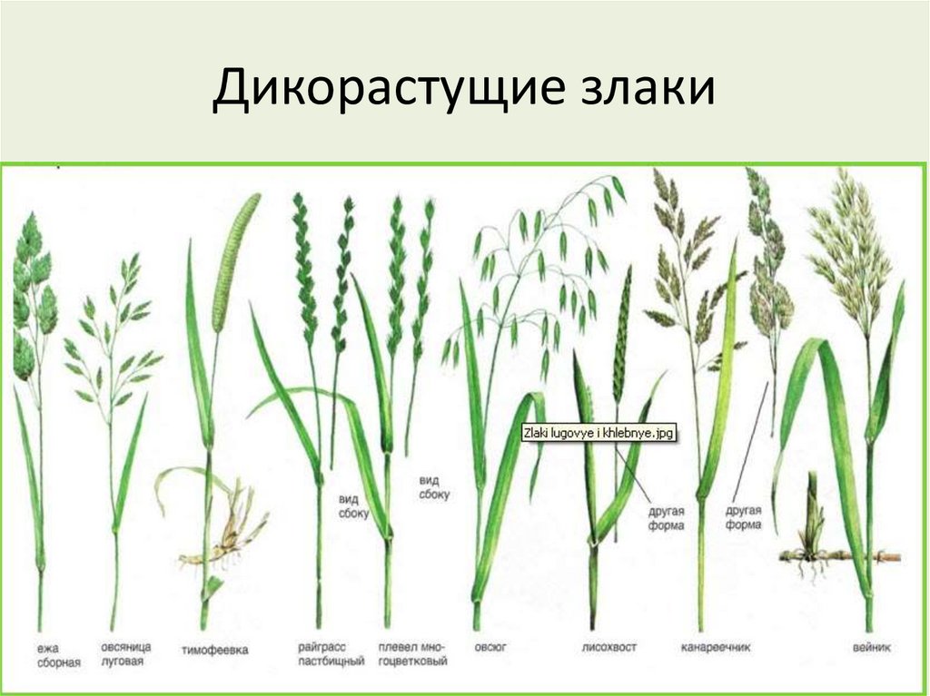 Дикорастущие злаки