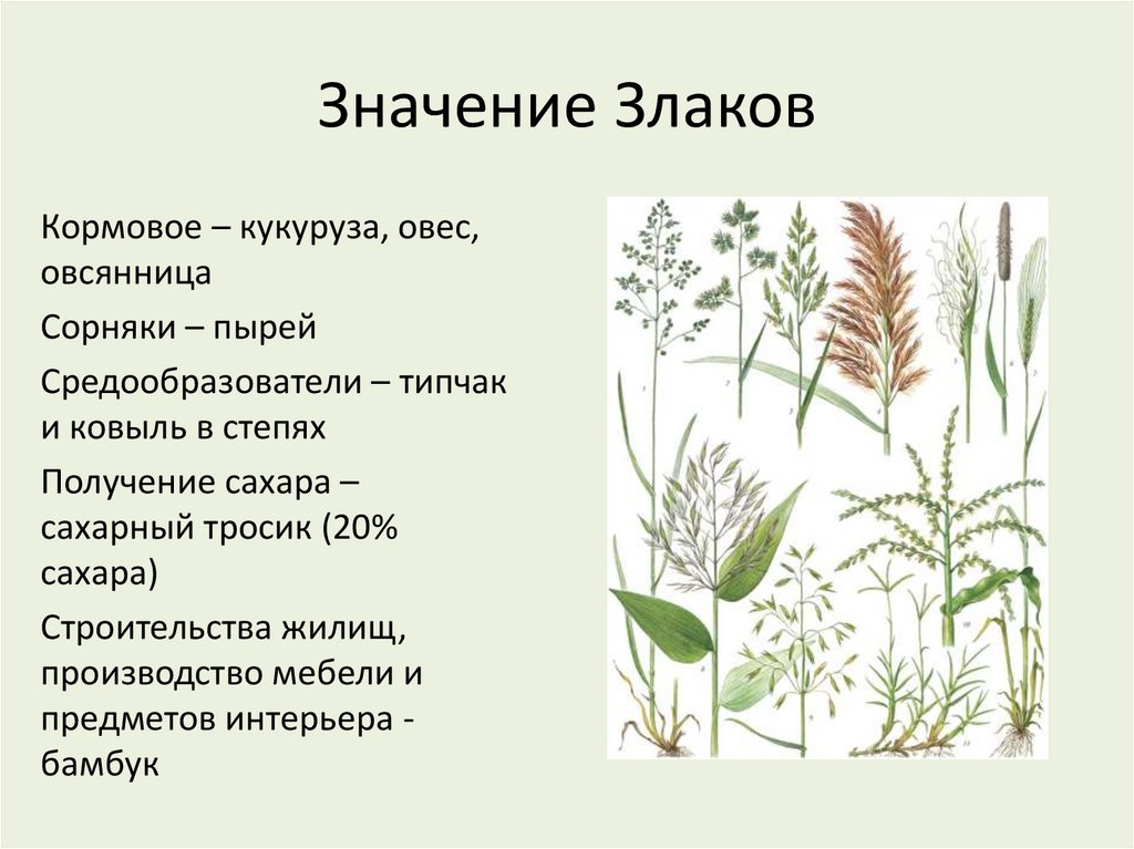 Значение Злаков