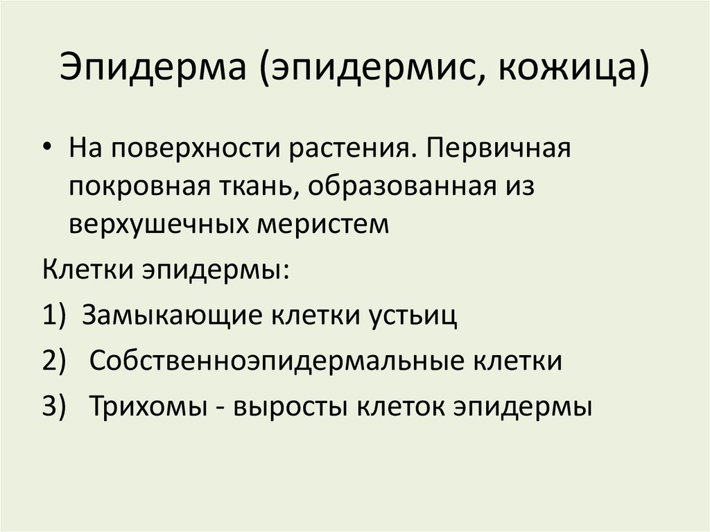 Эпидерма (эпидермис, кожица)