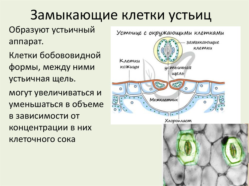 Замыкающие клетки устьиц