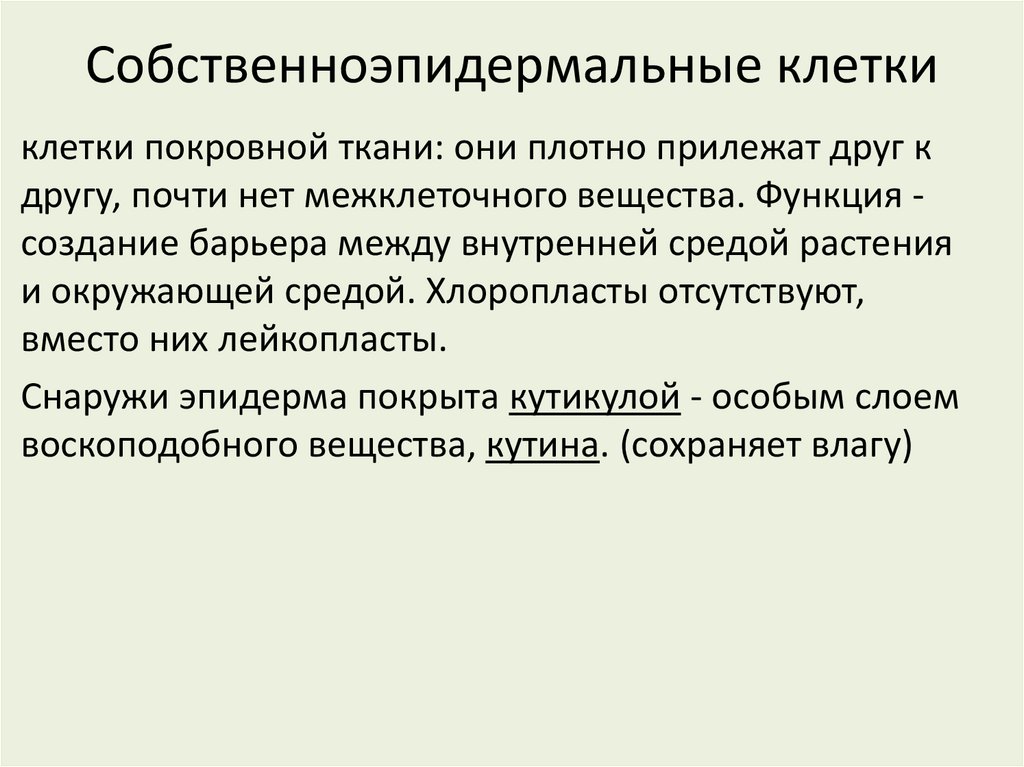 Собственноэпидермальные клетки