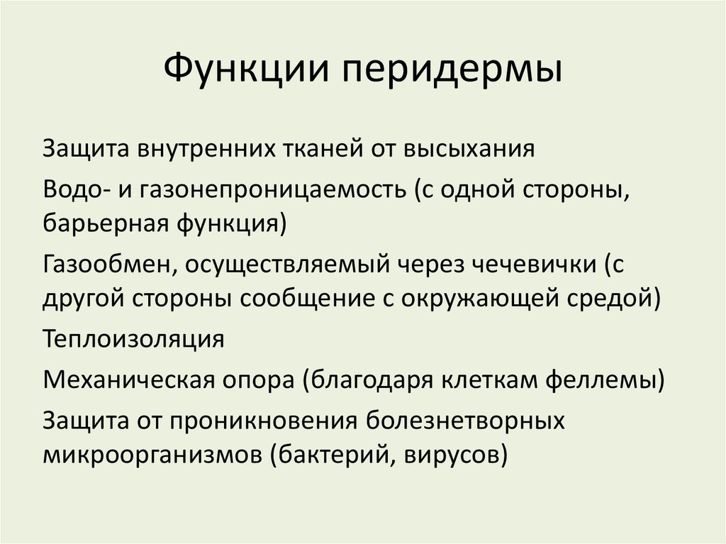 Функции перидермы