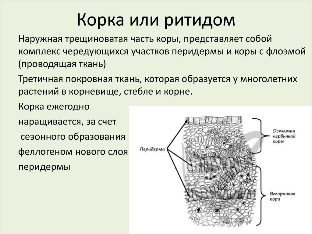 Корка или ритидом