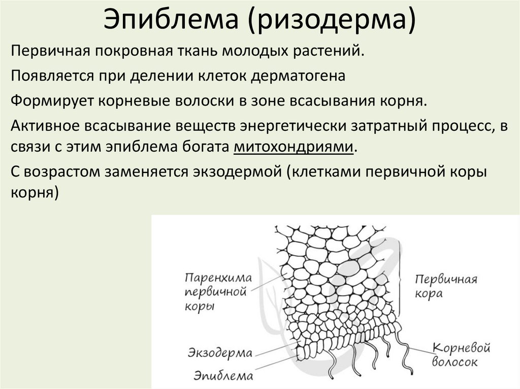 Эпиблема (ризодерма)