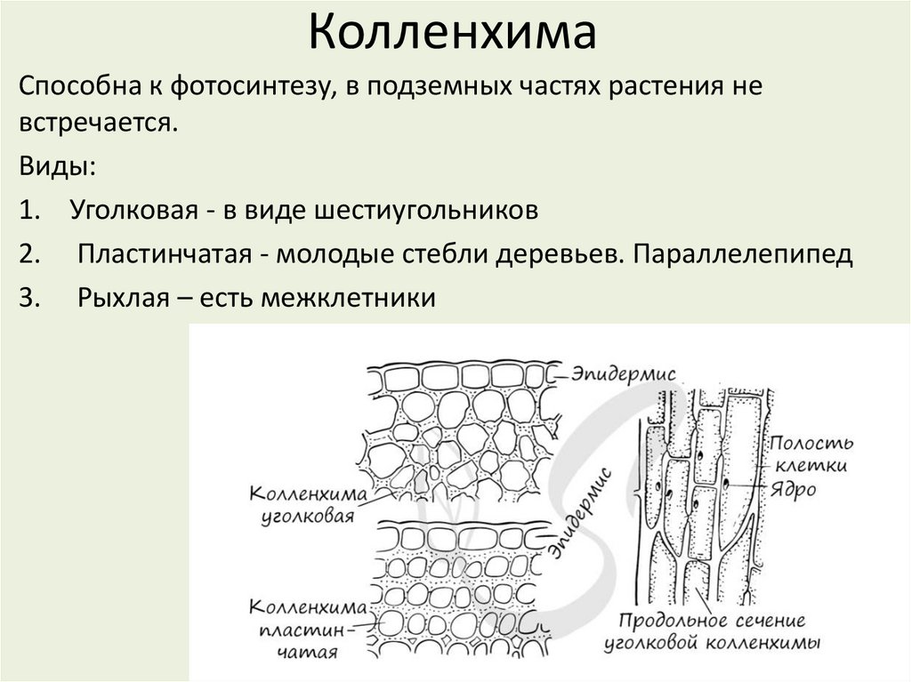 Колленхима