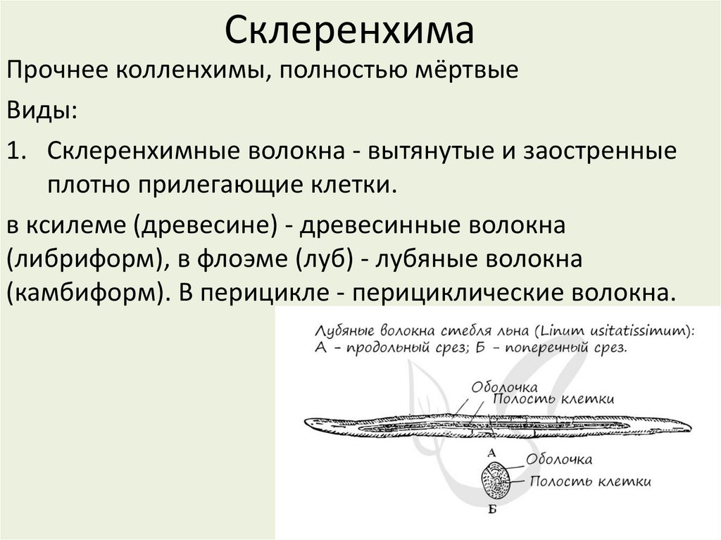 Склеренхима