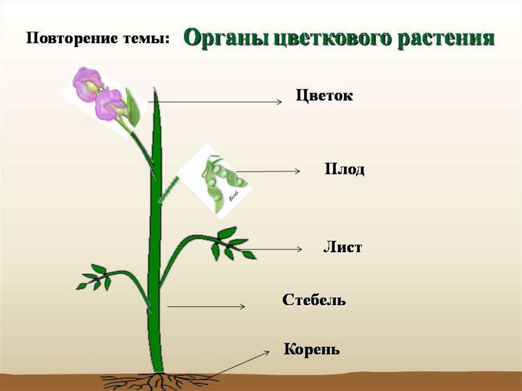 Органы растений