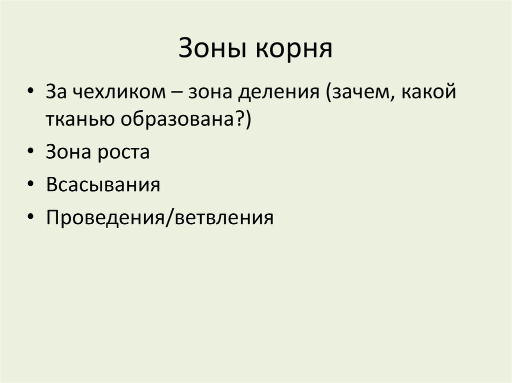 Зоны корня