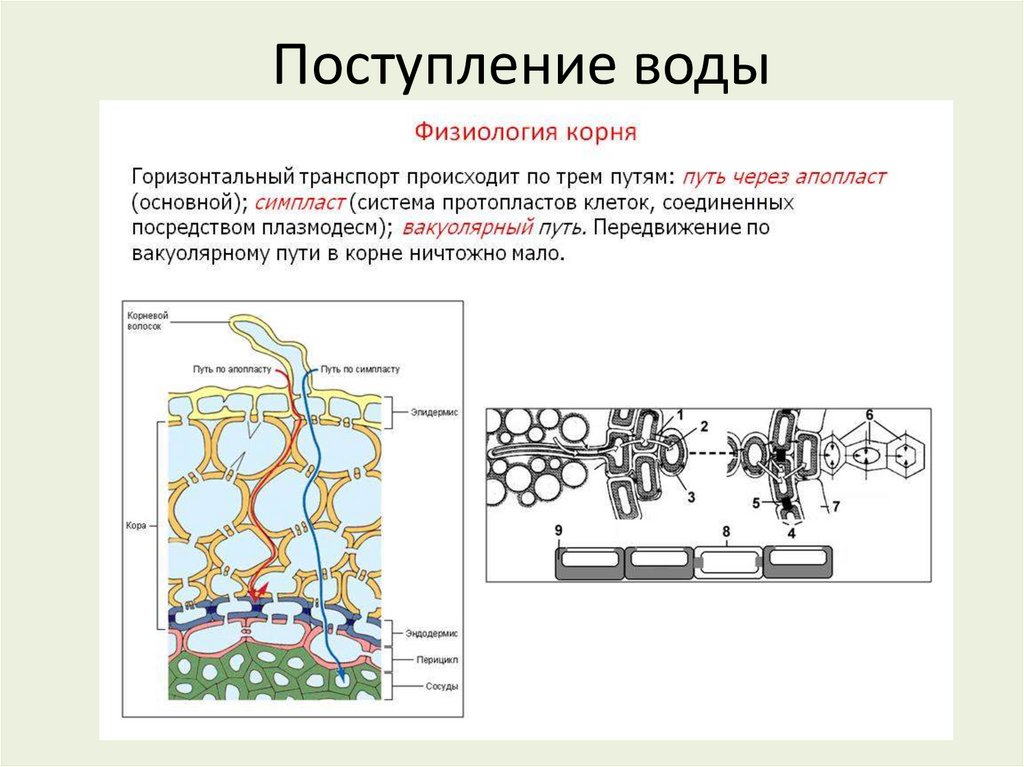 Поступление воды