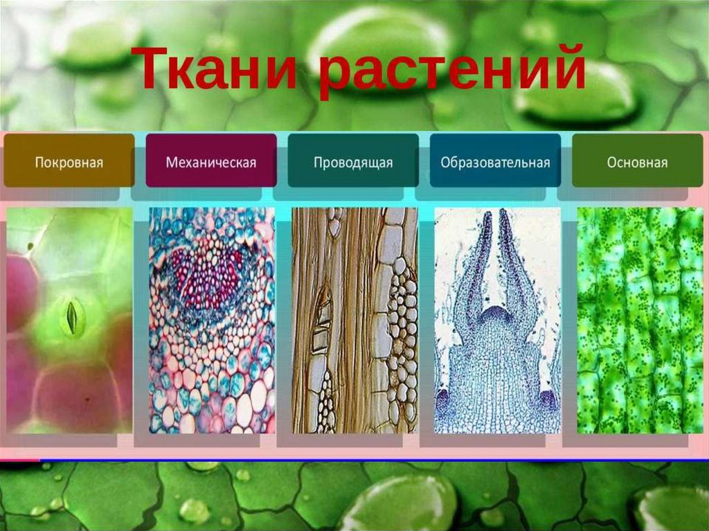 Ткани растений